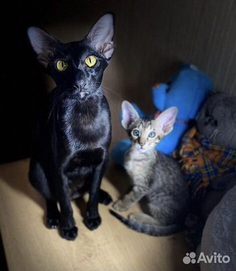 Котята ориенталы