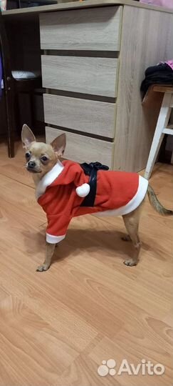 Вязка кобель Чихуахуа мини