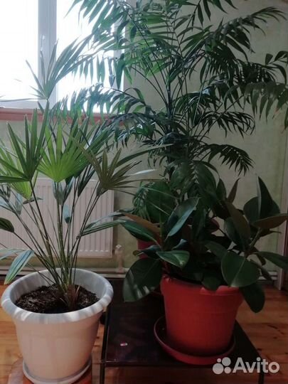 Бемерия, фикусы, финиковая пальма и др