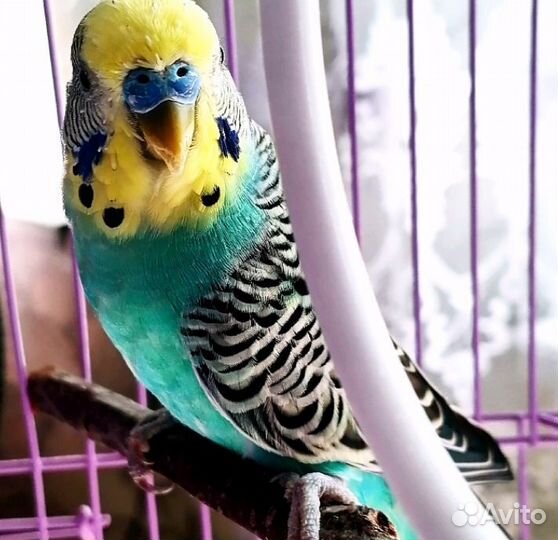 Волнистый попугай