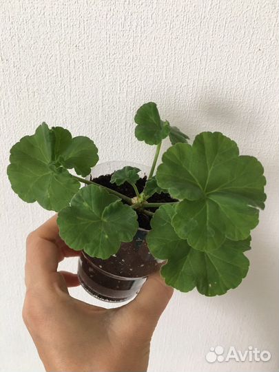 Пеларгония герань юг Пани Валевска черенок