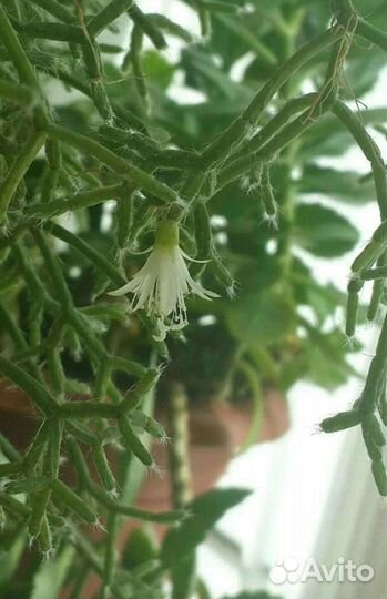 Комнатные цветы. Рипсалис. Ампельное. Цветы белые