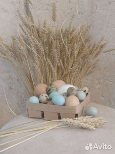 Домашние куриные яйца