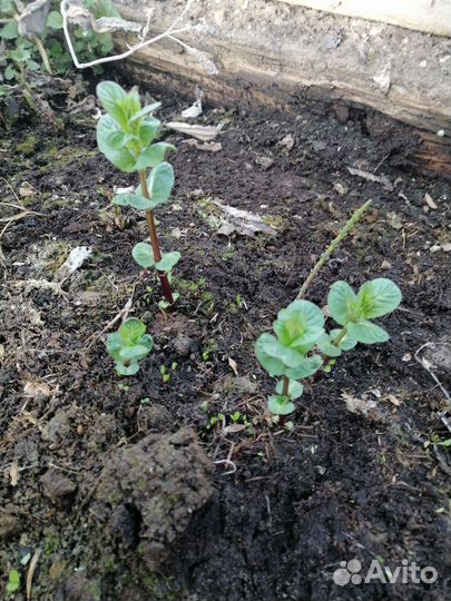 Мята, черенки,3 ветки в стакане