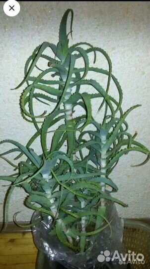 Алоэ лекарственный