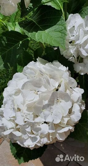 Гортензия крупнолистная белая