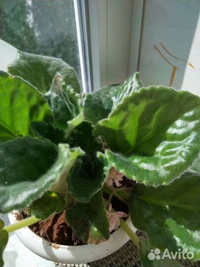 Фиалка цветущая