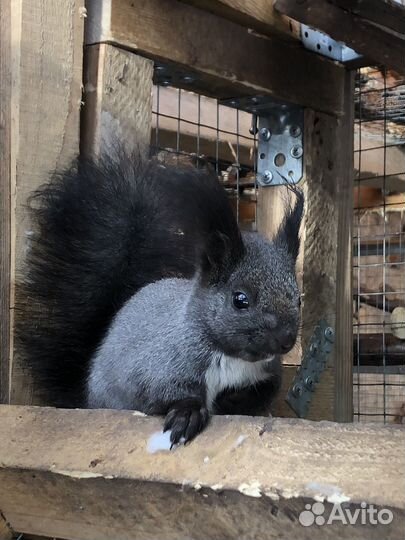 Манчжурская белка и бельчата