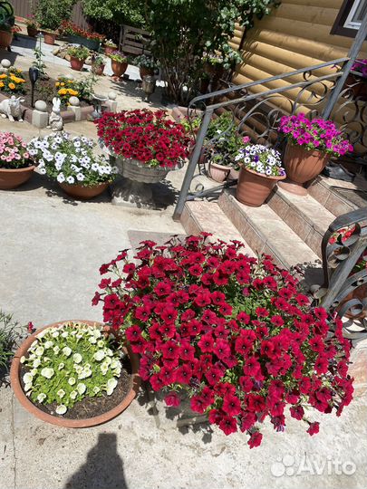 Петуния тайдал ред велюр