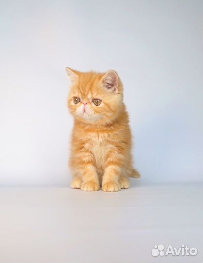 Экзотическая девочка 2 мес