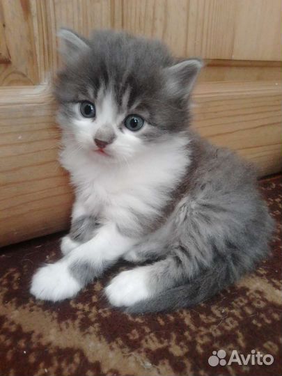 Котенок (котик)