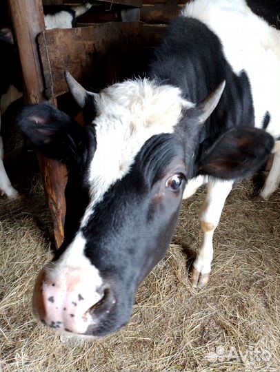 Стельная тёлочка