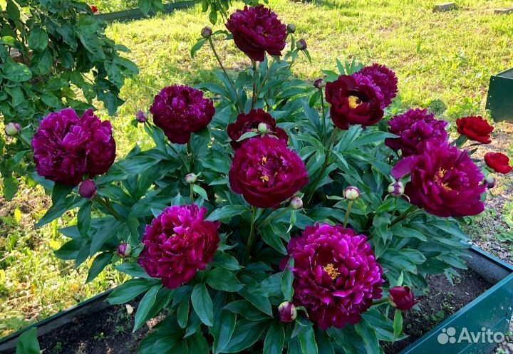 Пионы саженцы Блэк Вельвет