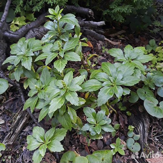 Почвопокровные вечнозелёные растения