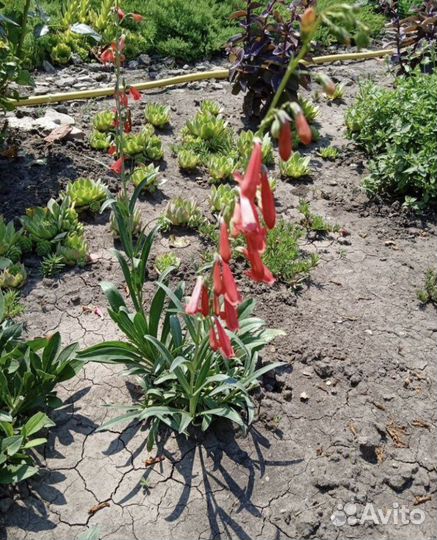 Продаю многолетние растения