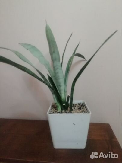 Сансивьера