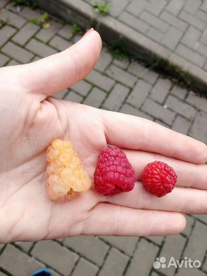 Ремонтантная малина