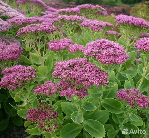 Очиток седум