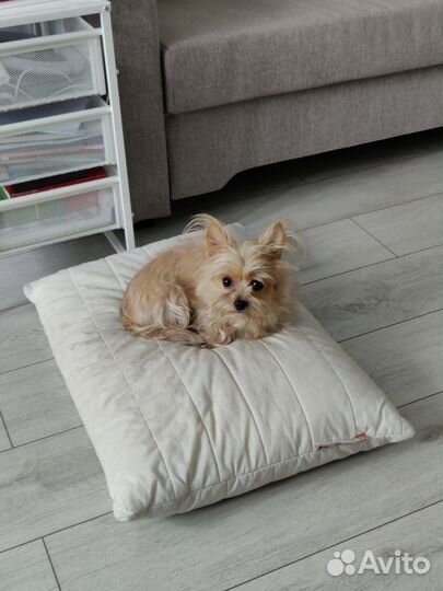 Передержка собак, догситтер