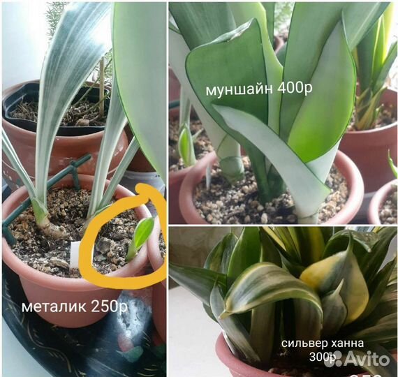 Разные домашние цветы