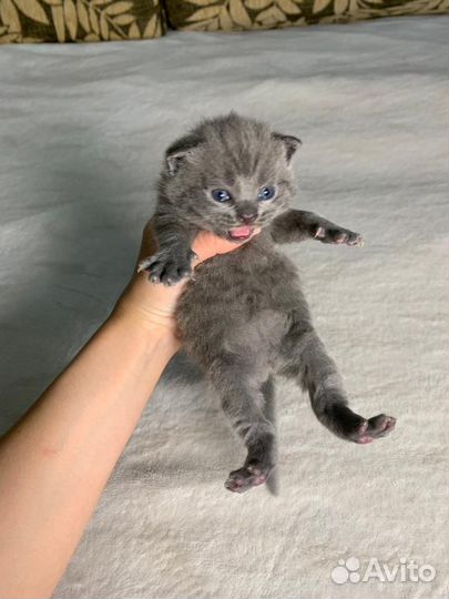 Котята британцы