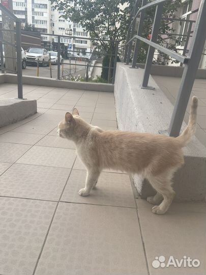Кот мальчик в добрые руки