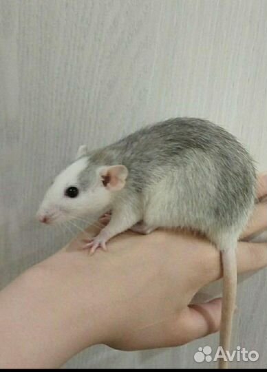 Крысы Дамбо с клеткой