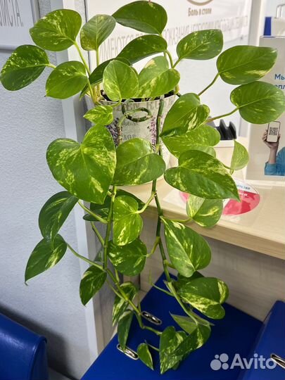 Сциндапсус эпипремнум