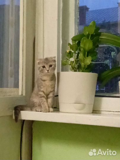 Кошка в дар бесплатно