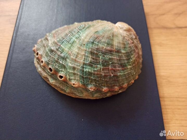 Морская раковина