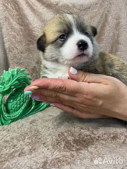 Продаются щенки Корги - Питомник Лейксайд