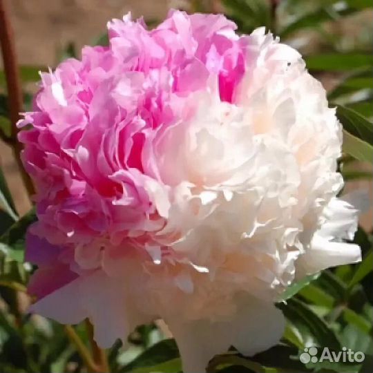 Пион сорт Мистер Эд