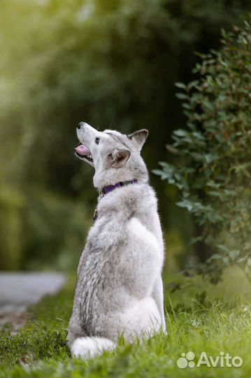 Сибирский хаски девочка