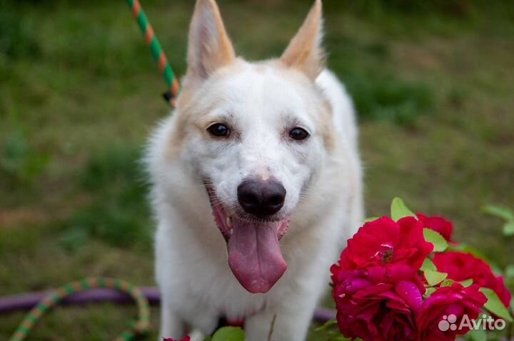 Собака в добрые руки