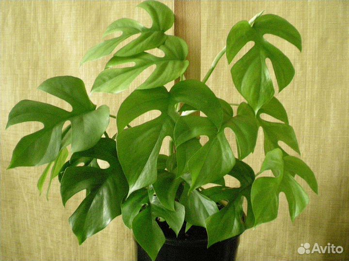 Монстера минима