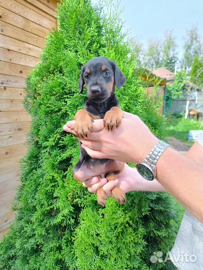 Доберман девочка