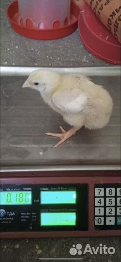 Цыплята бройлеры росс 308