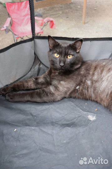 Котики в добрые руки