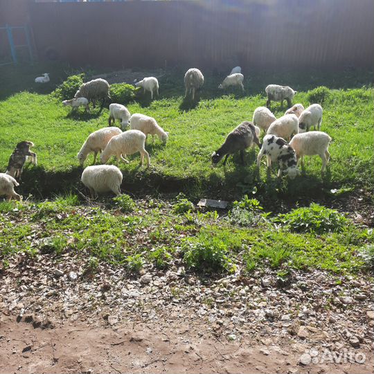 Барашки и овцы романовские/дорпер