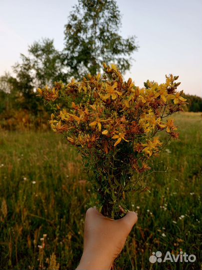 Листья брусники/Зверобой