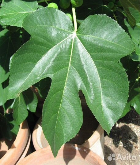 Инжир садовый, семена