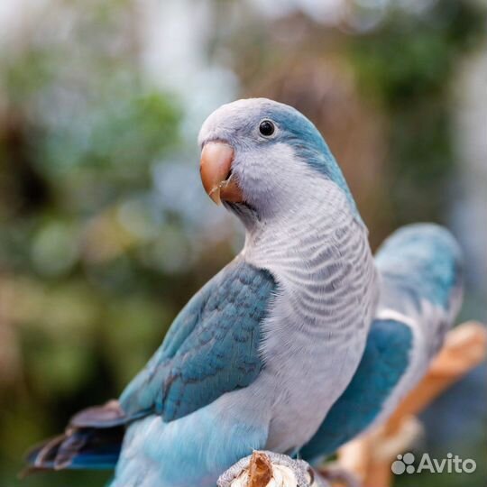 Попугай Монах Калита (квакер)