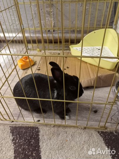 Кролик Баффи девочка 8 месяцев