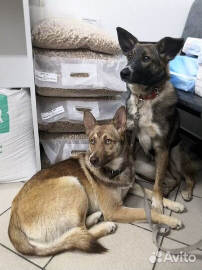 Рона и Саби в самую добрую семью