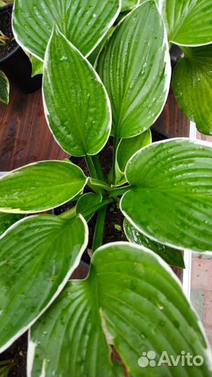 Хоста разная