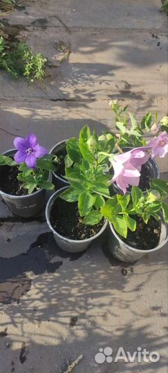 Платикодон (крупный колокольчик)