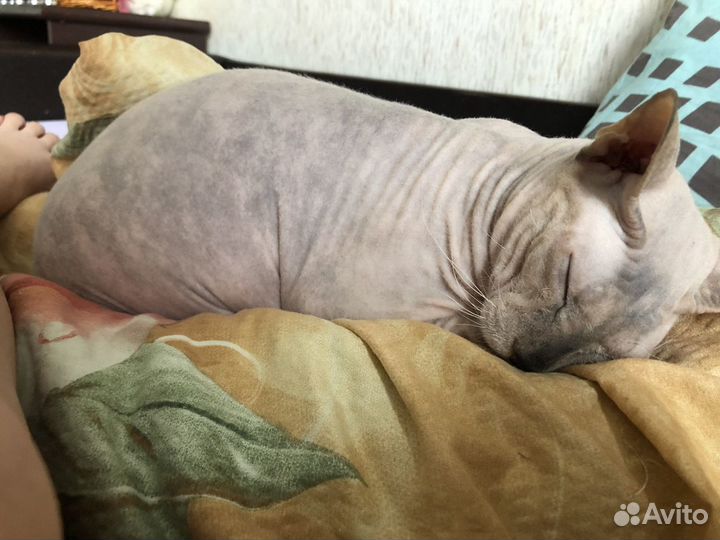Отдам кошечку