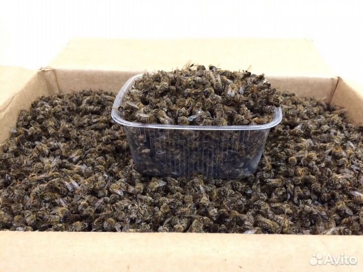 Подмор пчелиный