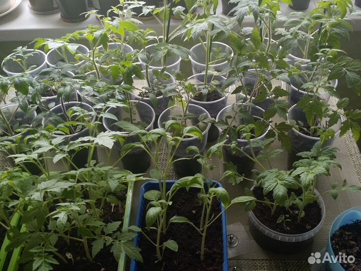 Рассада помидор и перцев