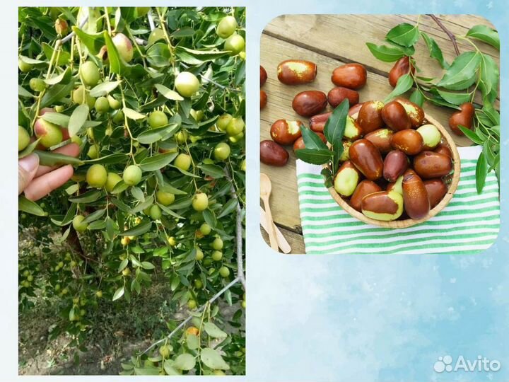 Зизифус (Унаби) Китайский Финик